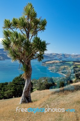 Otago Peninsula Stock Photo