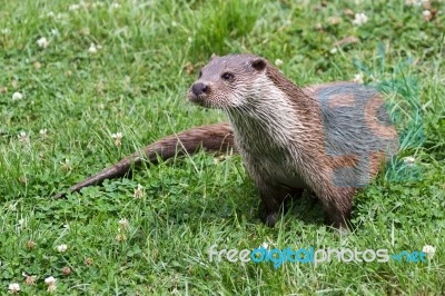 Otter Stock Photo