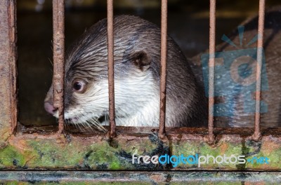 Otter In A Cage Stock Photo