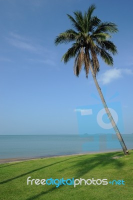 Outdoor Coconut Tree And Sea Stock Photo