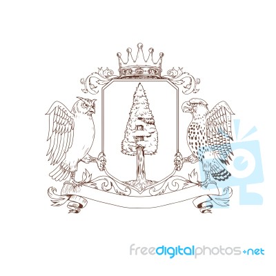 Owl And Hawk Redwood Crown Crest Drawing Stock Image