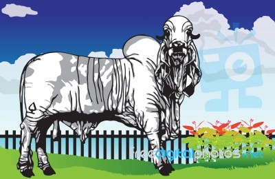 Ox Pasture Stock Image