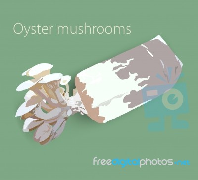 Oyster Mushrooms Stock Image
