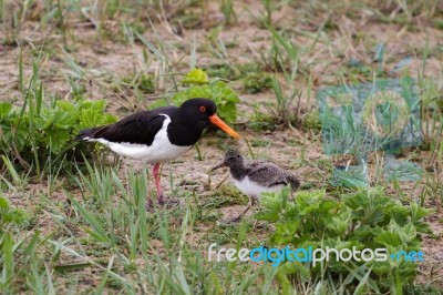 Oystercatcher (haematopus Ostralegus) With Chick Stock Photo