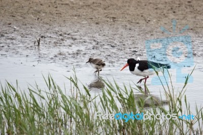 Oystercatcher With Chick Stock Photo