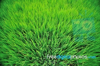 Paddy Field In Thailand Stock Photo