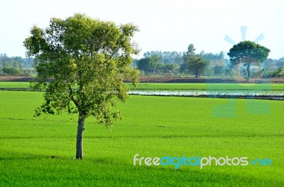 Paddy Fields Stock Photo