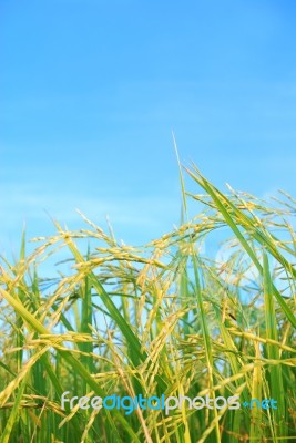 Paddy Rice Stock Photo