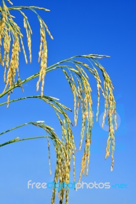 Paddy Rice Stock Photo Paddy Rice Stock Photo