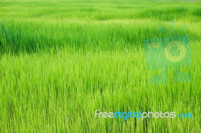 Paddy Rice Stock Photo