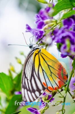 Painted Jezebel Colorful Butterfly Stock Photo