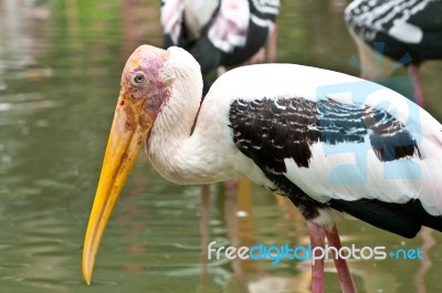 Painted Stork Mycteria Leucocephala Stock Photo