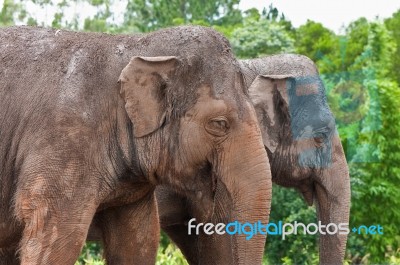 Pair Of Elephants Stock Photo