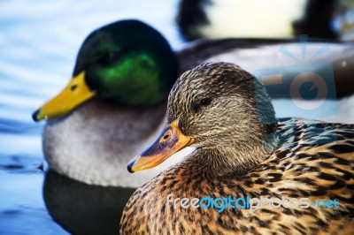 Pair Of Male And Female Mallard Wild Ducks Stock Photo