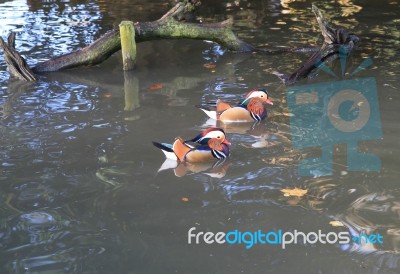 Pair Of Mandarin Ducks Stock Photo
