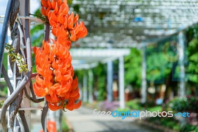 Palas Flowers. Bute Monosperma Flower Stock Photo