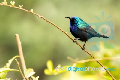 Palestine Sunbird Stock Photo