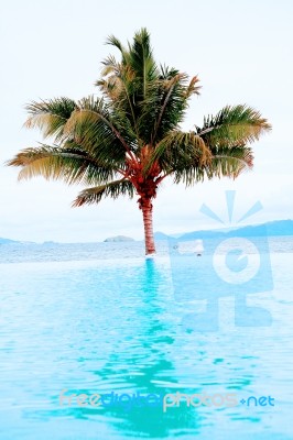 Palm And Beach Stock Photo