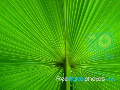 Palm Leaf Stock Photo