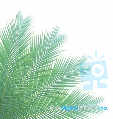 Palm Leaf Isolated On White Background Stock Photo