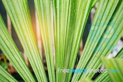 Palm Leaves After Rain Stock Photo
