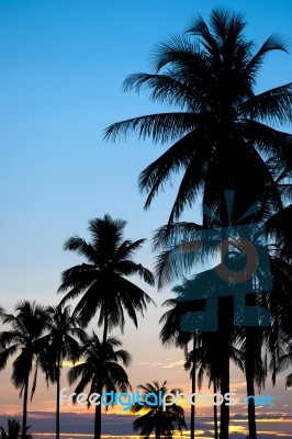 Palm Sunset Stock Photo
