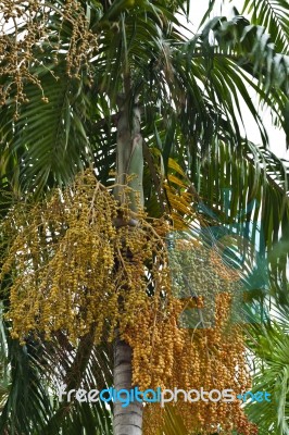 Palm Tree Stock Photo