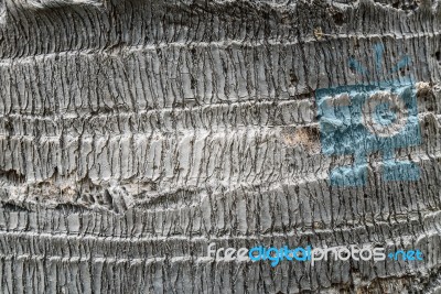 Palm Tree Bark Texture Stock Photo