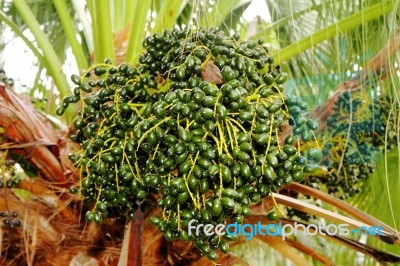 Palm Tree Fruits Stock Photo