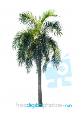 Palm Tree Isolated On White Background Stock Photo