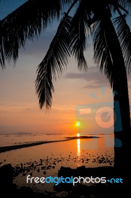 Palm Tree Silhouette Stock Photo