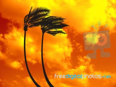 Palm Trees On The Red Sky Stock Image