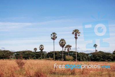Palm Trees With Blue Sky Stock Photo