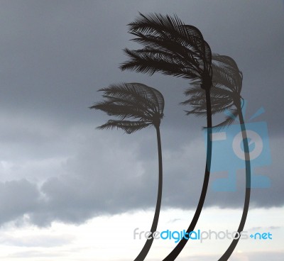 Palms In The Storm Stock Image