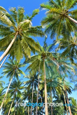 Palms Tree Stock Photo