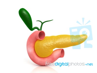 Pancreas Stock Image