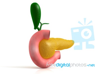 Pancreas Stock Image