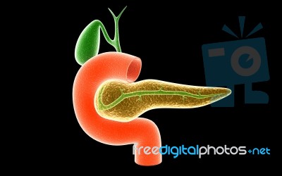 Pancreas Stock Image