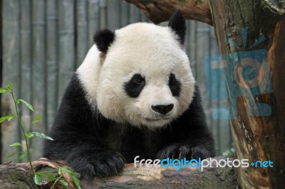 Panda Stock Photo