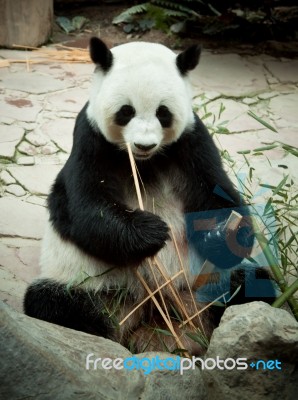 Panda Stock Photo