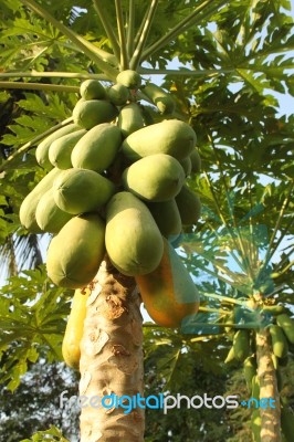 Papaya Stock Photo