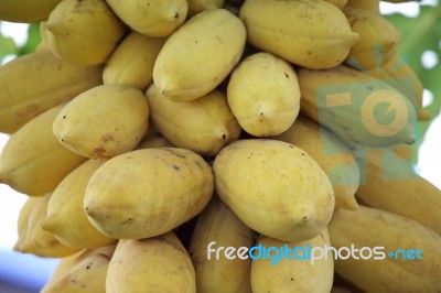 Papaya Fruit On Tree Stock Photo