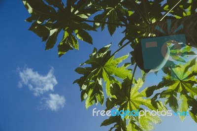 Papaya Tree Blue Sky Background Stock Photo