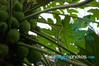 Papayas On A Tree Stock Photo