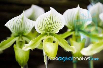 Paphiopedilum Orchid In Doi Tung, Chiang Rai, Thailand Stock Photo