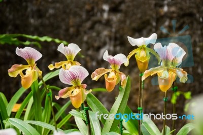 Paphiopedilum Orchid In Doi Tung, Chiang Rai, Thailand Stock Photo