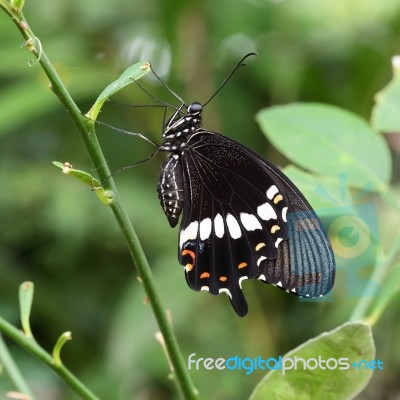 Papilionidae Butterfly Stock Photo