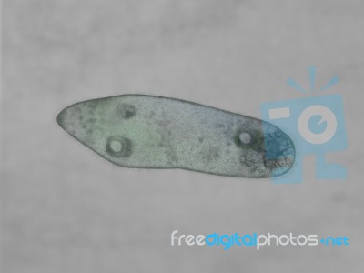 Paramecium Stock Photo