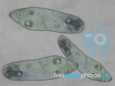 Paramecium Stock Image