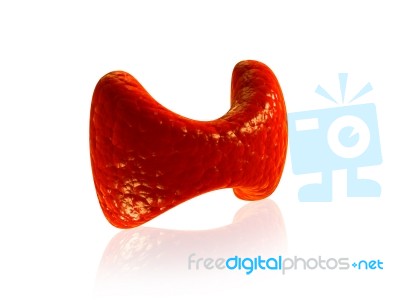 Parathyroid Gland Stock Image